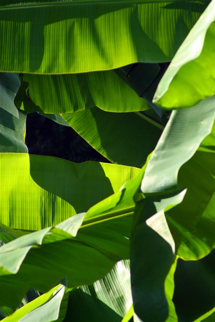 Pinar del Rio